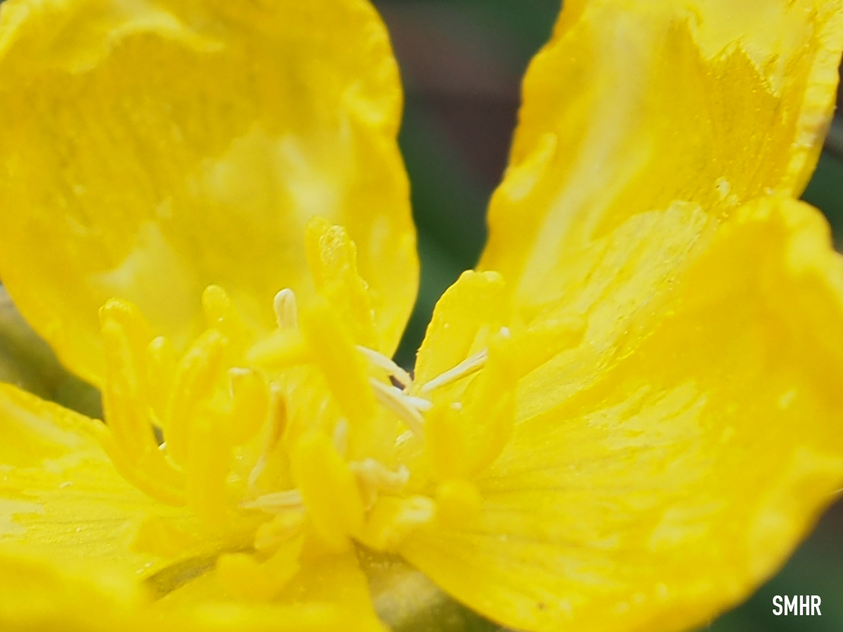 Blütenpracht im Frühling